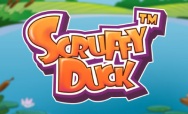 Scruffy Duck