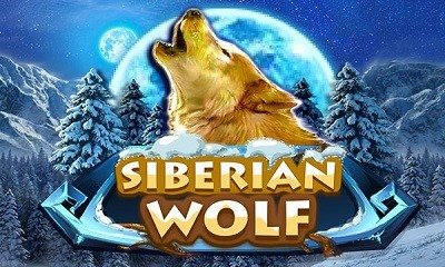 Siberian Wolf