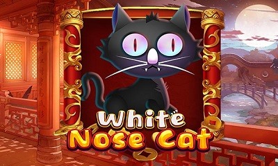 White Nose Cat