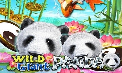 Wild Giant Panda